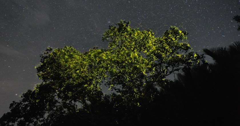 abatanfireflies1